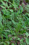 Fibrousroot sedge